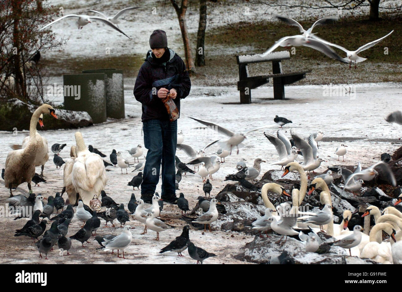 Il diciannove anni Simon Waddell alimenta gli uccelli e i cigni di Holyrood Park, Edimburgo, venerdì 25 novembre 2005, come la neve è caduta durante la notte. Parti della Scozia, dell'Inghilterra e del Galles sono state oggi rinforzate per più disgregazione mentre le docce invernali hanno continuato. Ieri, dopo la prima nevicata dell'inverno, le strade sono state chiuse e gli studenti sono stati rimessi a casa nel nord della Scozia. Vedi PA Story WEATHER Snow. PREMERE ASSOCIAZIONE foto. Il credito fotografico dovrebbe essere: Danny Lawson/PA Foto Stock