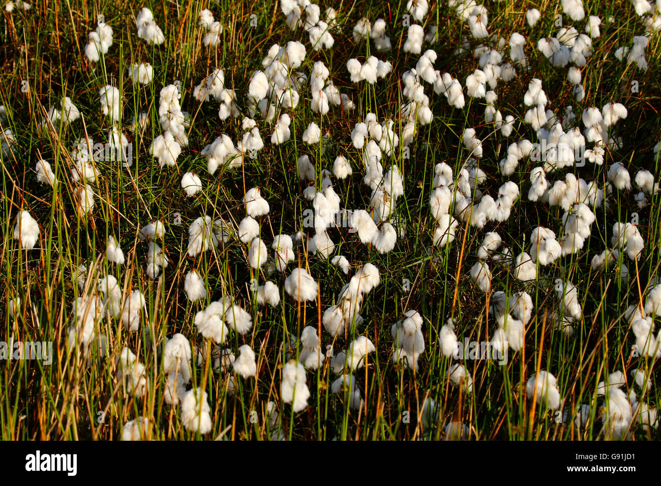 Erba di cotone sulla terra paludosa in piena estate fiore tempo su Dartmoor nella soleggiata Devon Foto Stock
