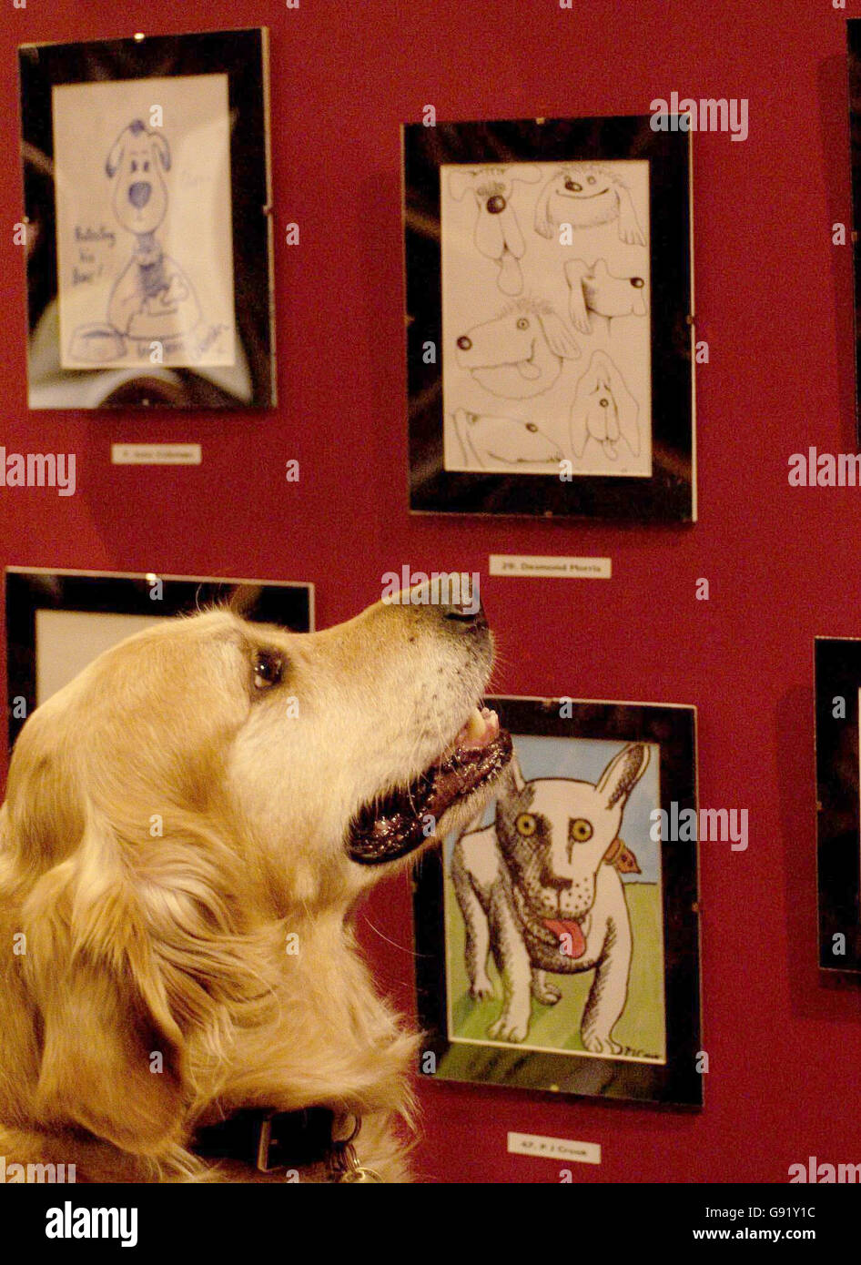 Il cane addestrato dell'assistenza Caesar 'views' uno dei disegni delle celebrità ad una mostra di schizzi tenuta al Club del Kennel a Londra, giovedì 24 novembre. Decine di artisti e celebrità hanno donato opere d'arte del loro amico canino preferito alla campagna 'Draw a Dog', per raccogliere fondi per i cani per i disabili. Vedere PA storia ARTS Dog. PREMERE ASSOCIAZIONE FOTO. Il credito fotografico dovrebbe essere: Ian Nicholson/PA Foto Stock