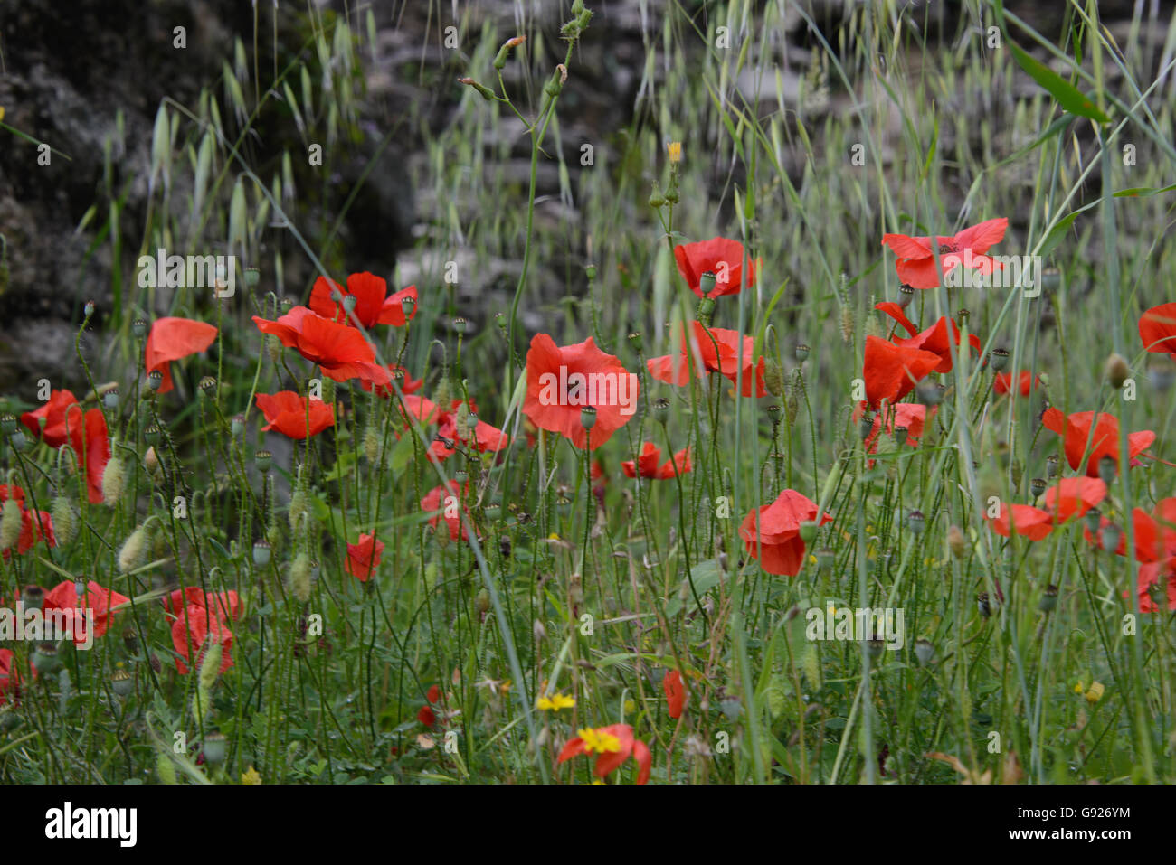 Poppy's crescente selvatici in un campo Foto Stock
