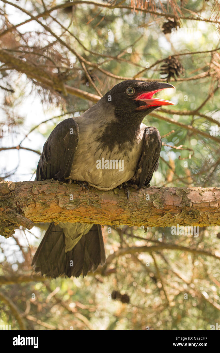 Cornacchia mantellata sul ramo di albero Foto Stock