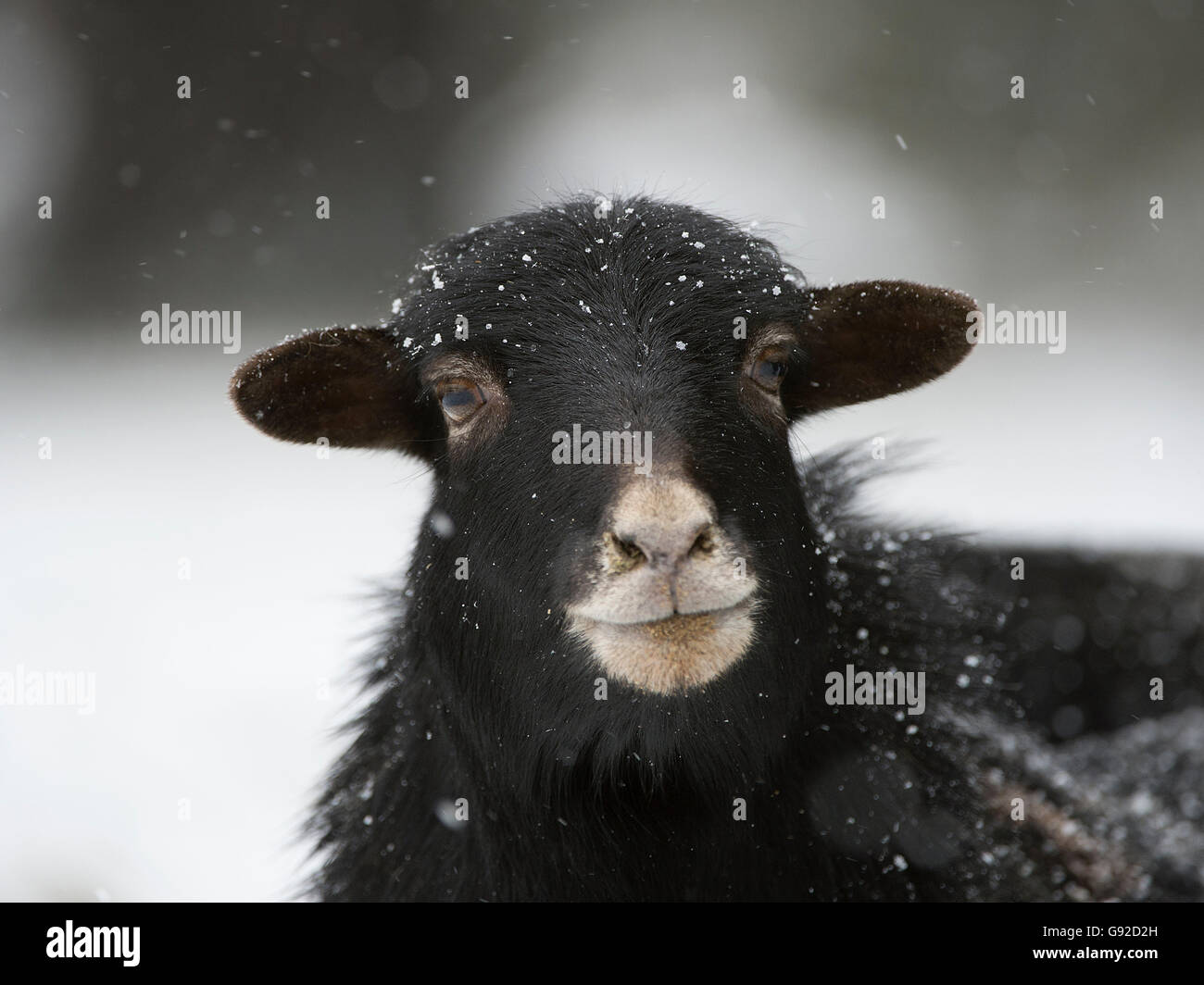Delle pecore del Cameroun Foto Stock