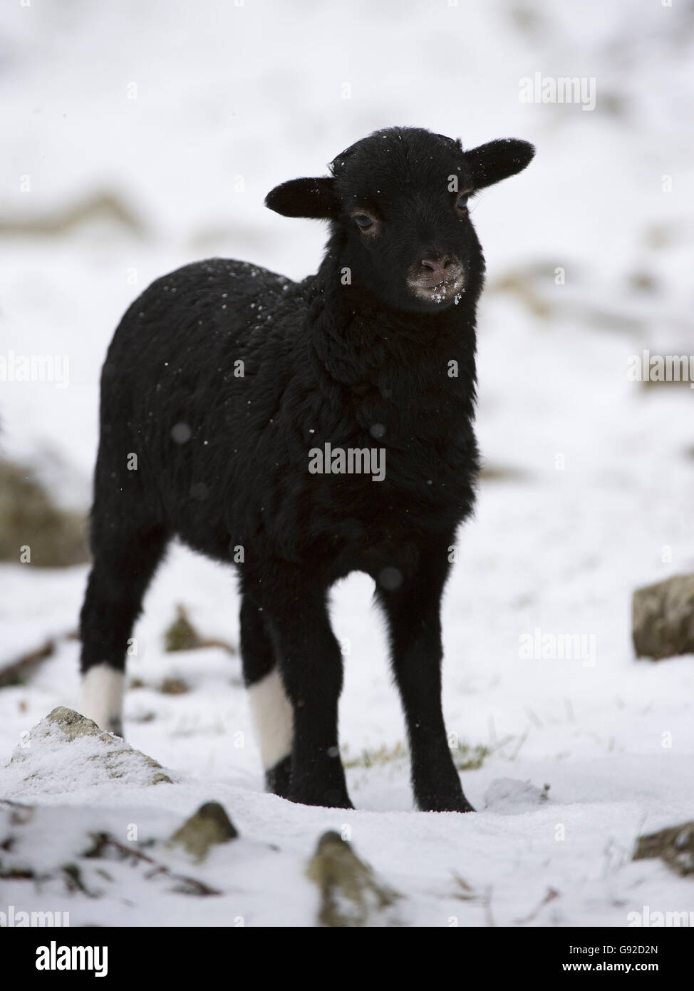 Delle pecore del Cameroun Foto Stock