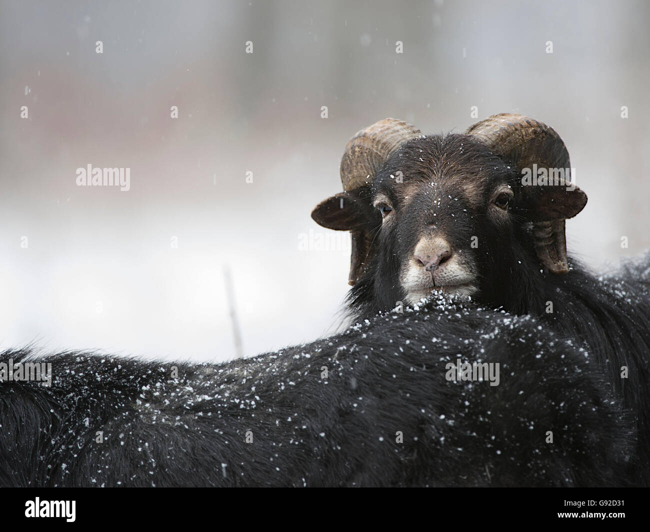 Delle pecore del Cameroun Foto Stock