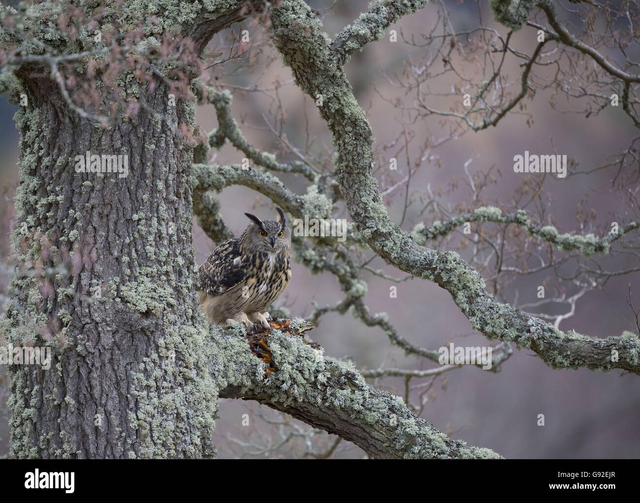 Gufo reale / (Bubo bubo) Foto Stock