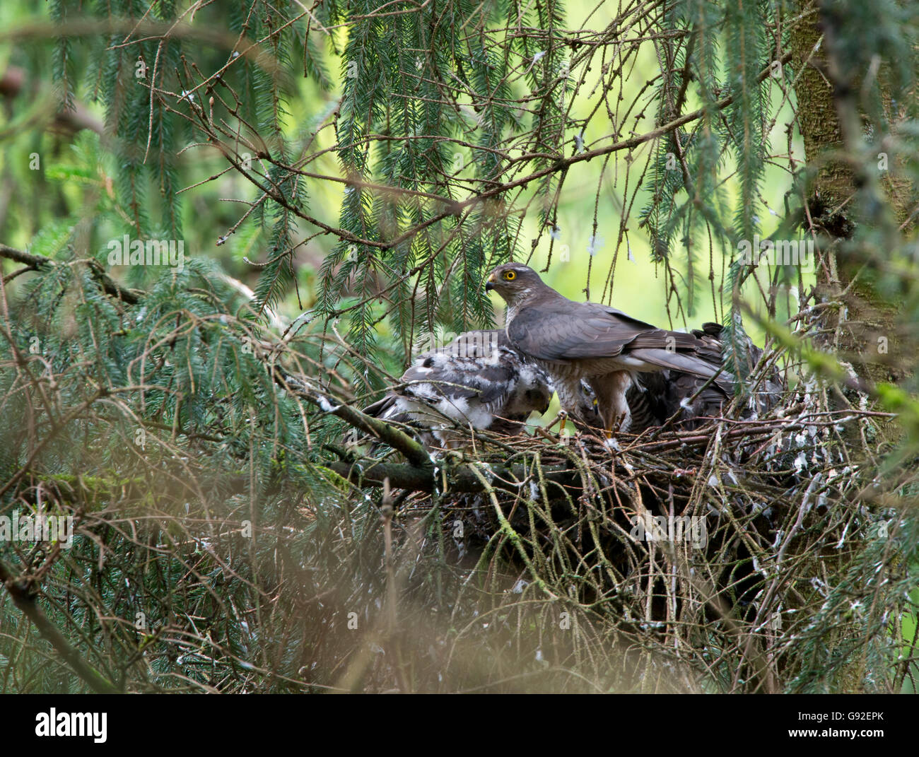 Northern Sparviero, a nido con youngs / (Accipter nisus) Foto Stock