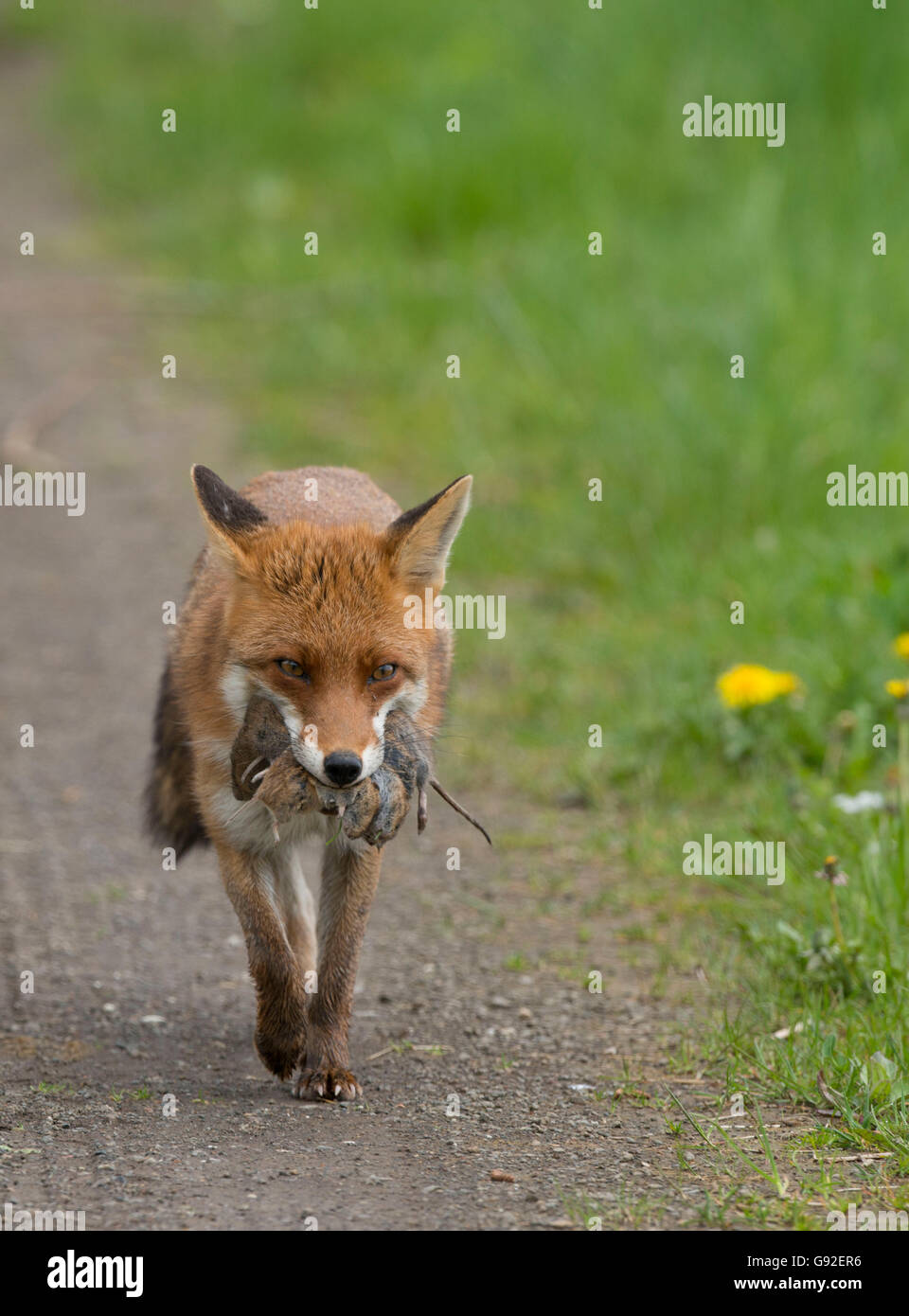 Red Fox, portando in preda / (Vulpes vulpes vulpes) Foto Stock