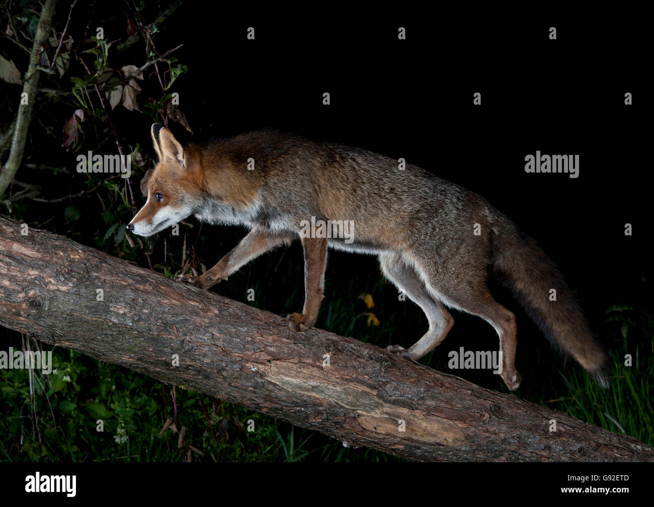 Red Fox / (Vulpes vulpes vulpes) / laterale Foto Stock