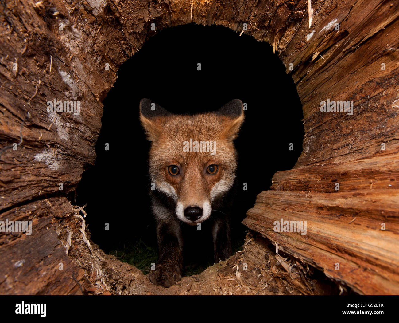 Red Fox / (Vulpes vulpes vulpes) Foto Stock