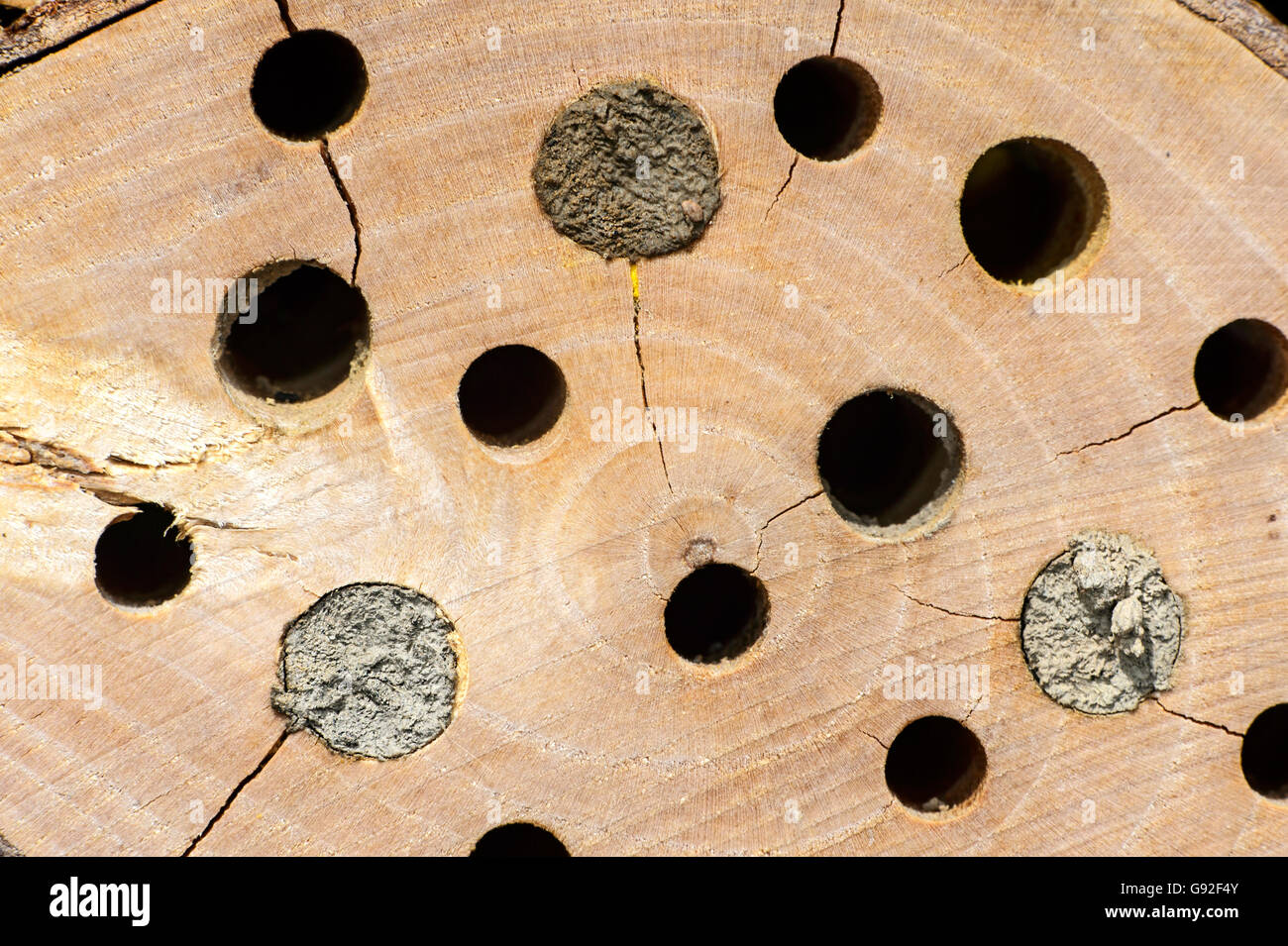 Cavità di allevamento di una artificiale il blocco di nesting (bee hotel) parzialmente sigillate da mason api con uno strato di fango Foto Stock