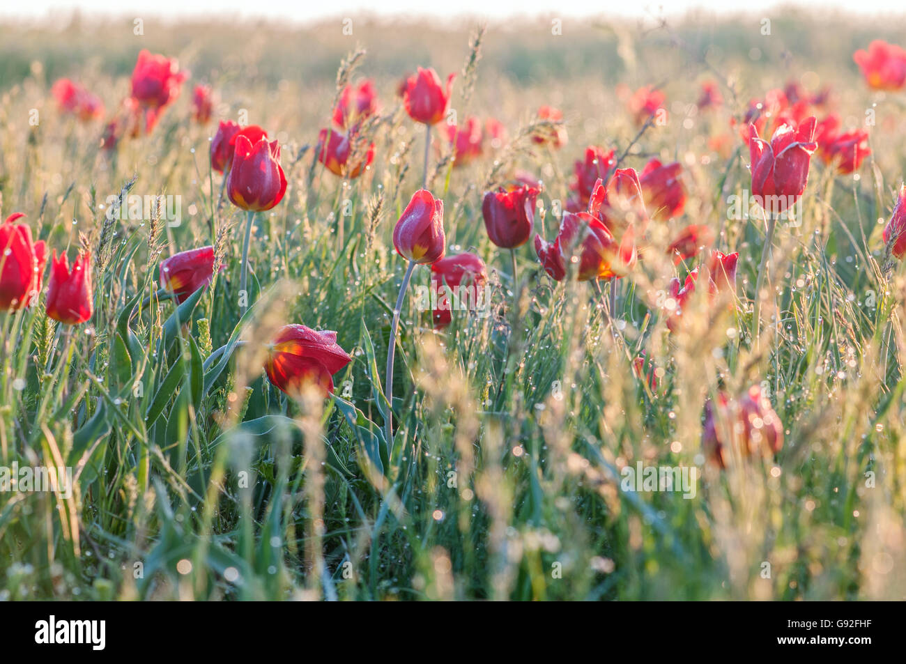 Tulipano selvatico nel campo, Rostov regione, Russia Foto Stock