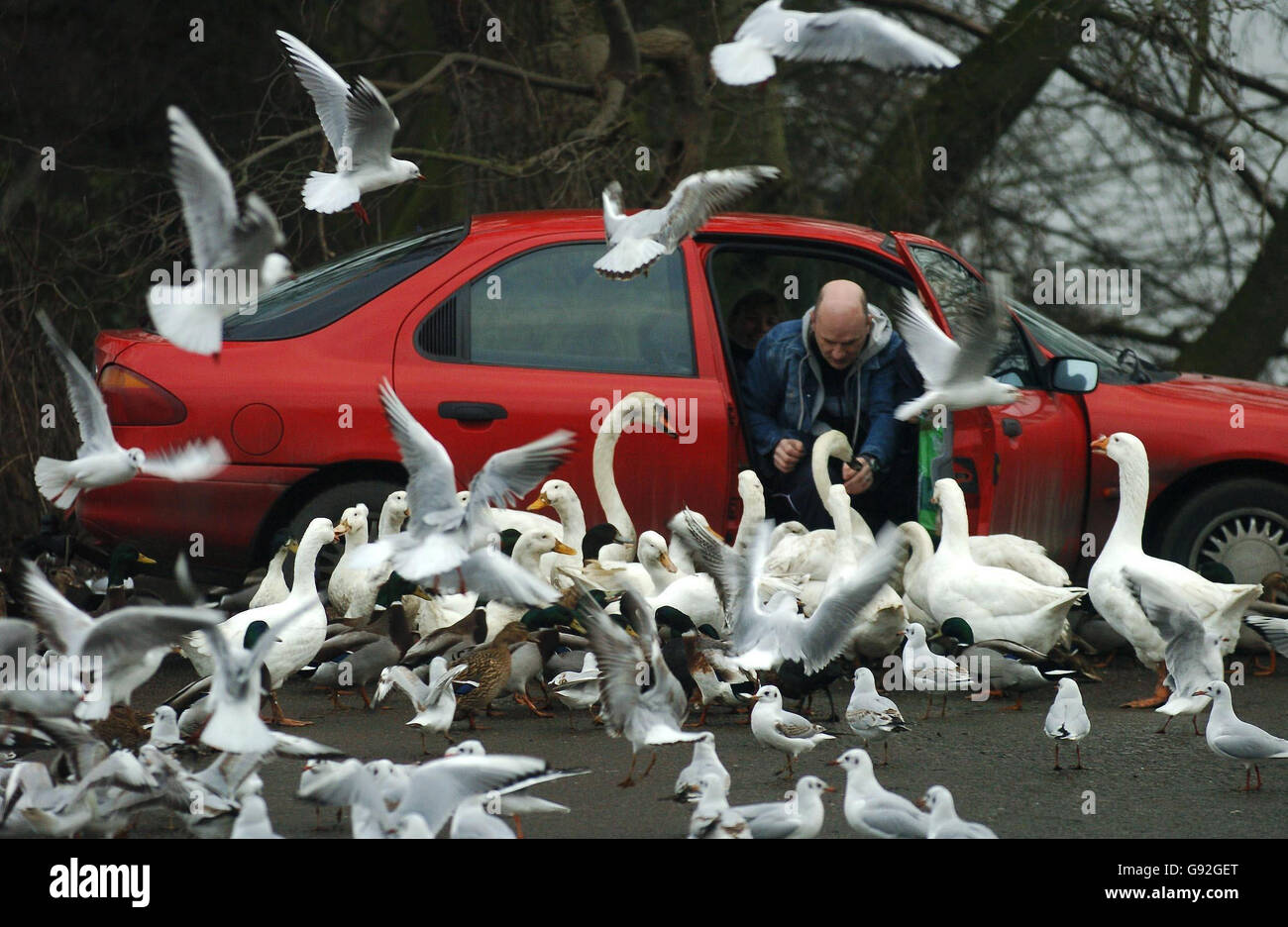I membri del pubblico che nutrono uccelli selvatici a Fairburn Ings vicino a Leeds dopo la diffusione dell'influenza aviaria in Turchia ha significativamente aumentato la possibilità che il virus alla fine raggiungerà la Gran Bretagna, gli esperti hanno ammonito oggi. Foto Stock