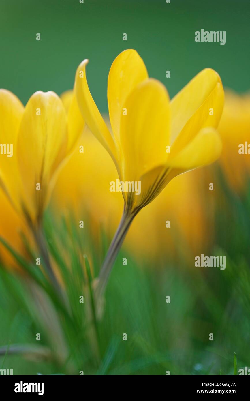 Olandese crocus giallo, (Crocus flavus) Foto Stock