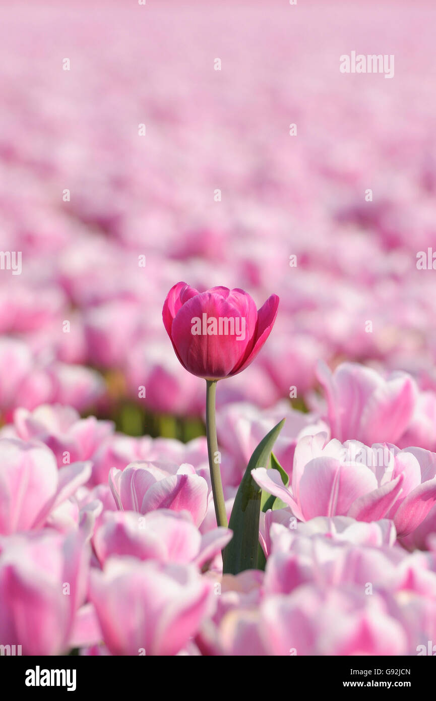 Campo di tulipani, tulip fragola ghiaccio, vicino a Lisse, Paesi Bassi Foto Stock