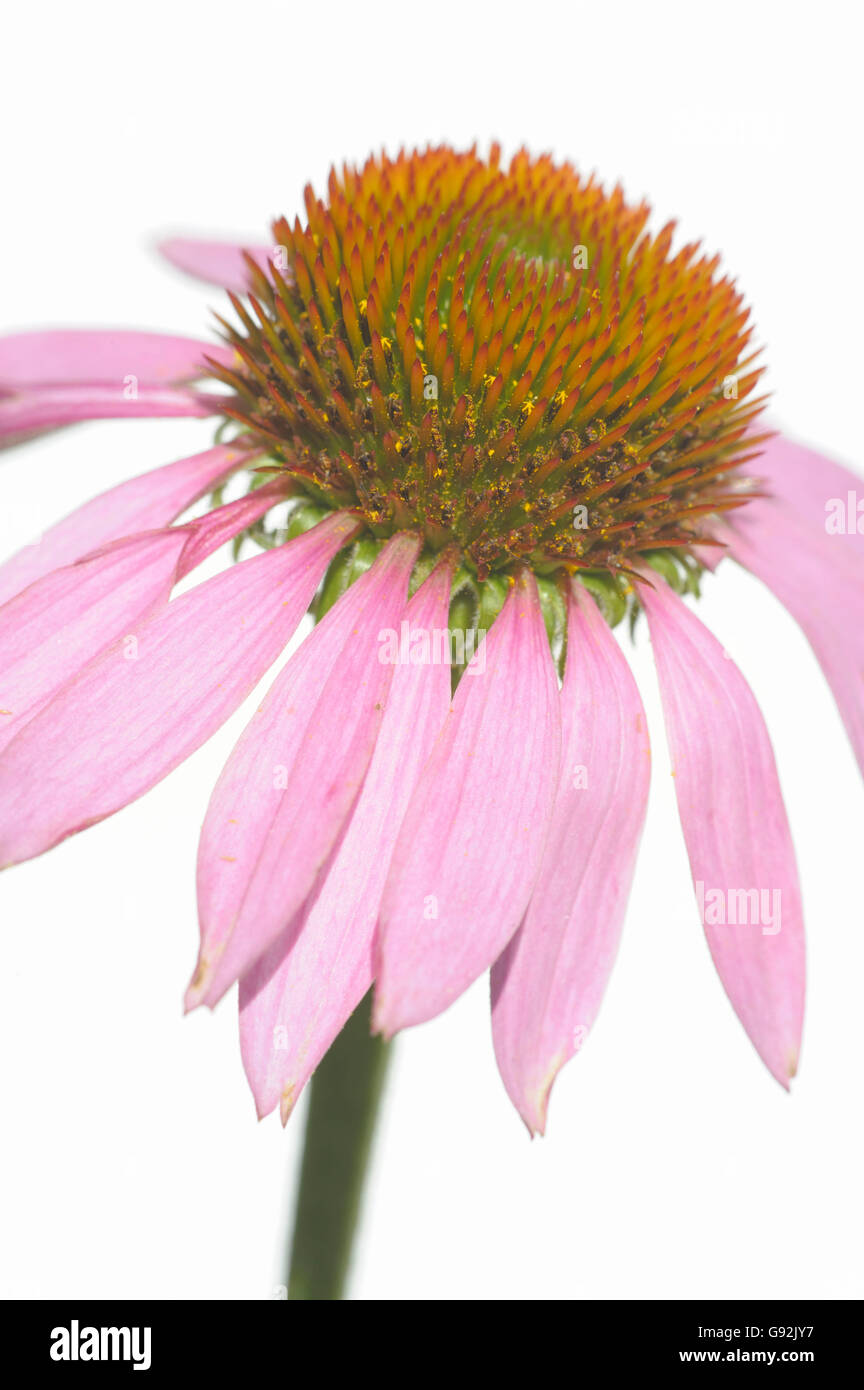 Purple Coneflower / (Echinacea purpurea, Rudbeckia purpurea) Foto Stock