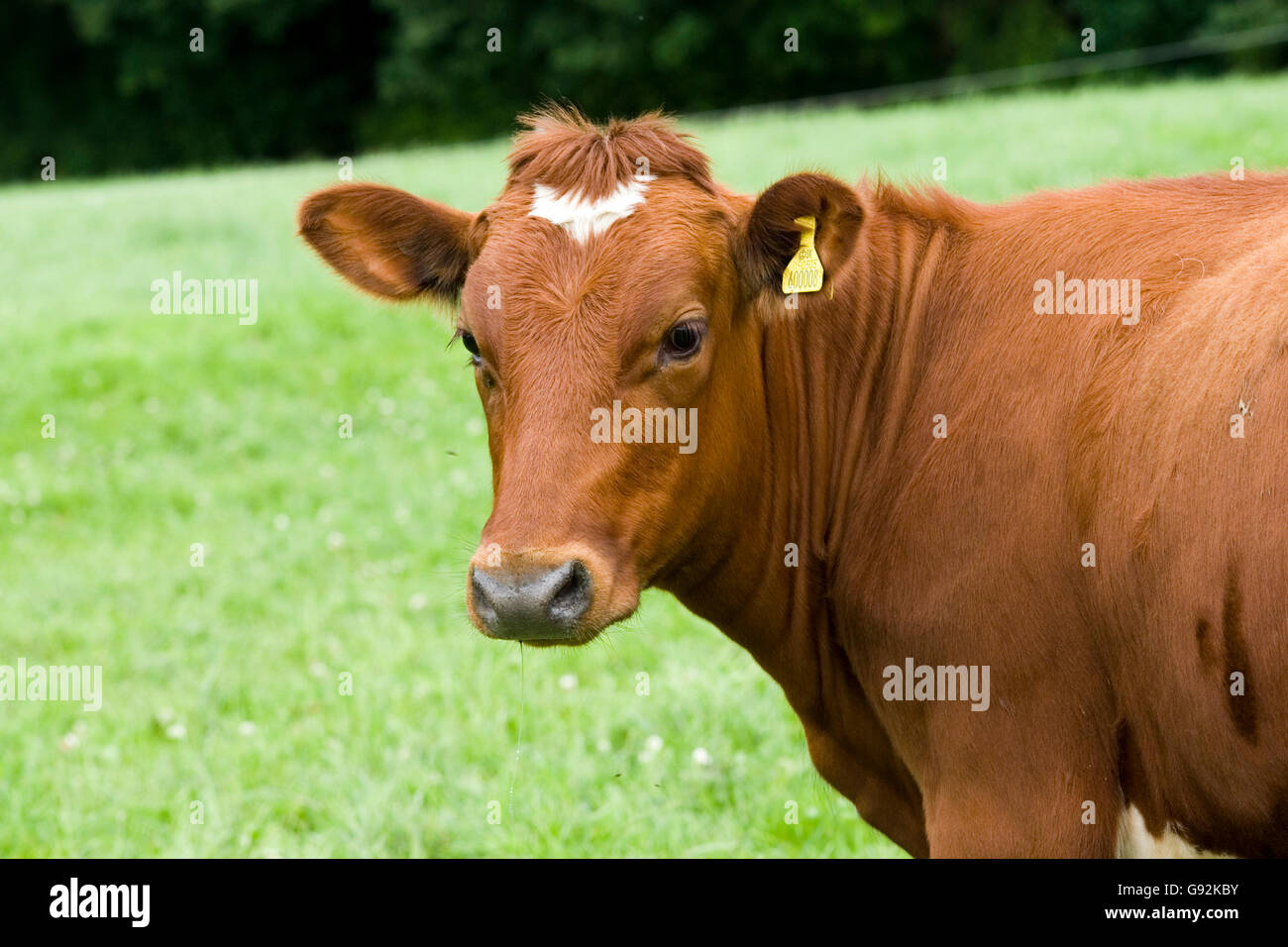 Croce frisone mucca rossa norvegese Foto Stock