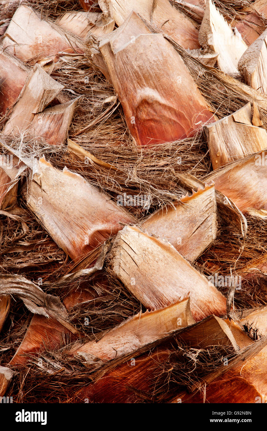 Sfondo astratto di Palm marrone corteccia di albero Foto Stock