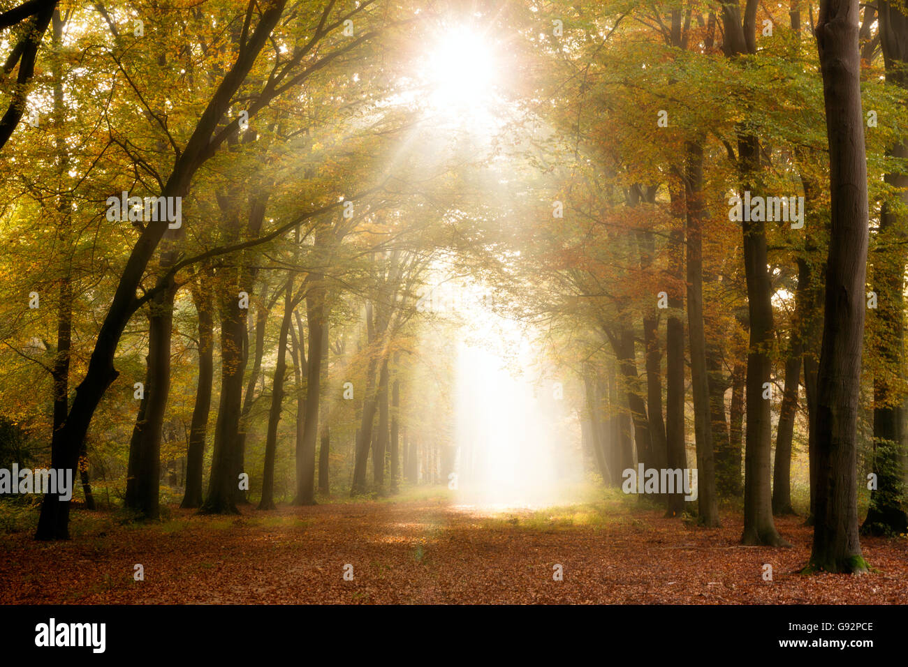 La luce del sole che splende attraverso gli alberi in una foresta in autunno Foto Stock