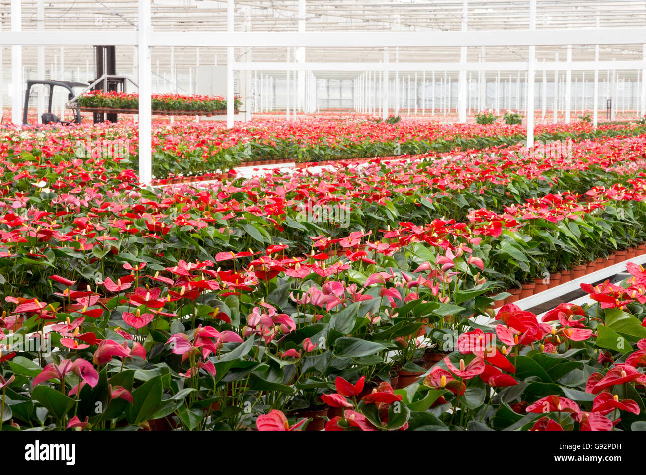 Anthurium pianta flowering coltivazione in serra Foto Stock