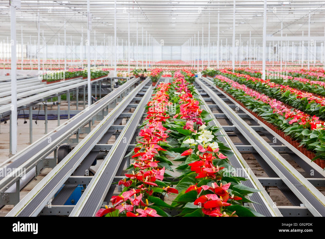 Anthurium pianta flowering coltivazione in serra Foto Stock