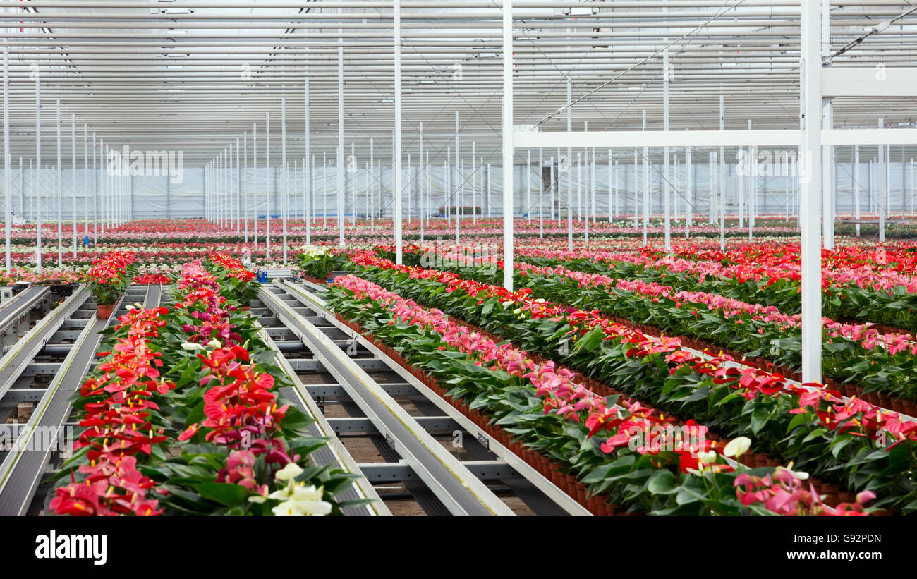 Anthurium pianta flowering coltivazione in serra Foto Stock