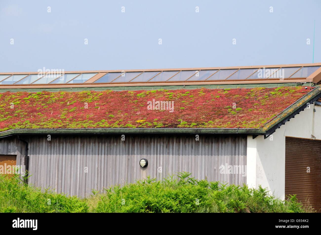Eco vivente del tetto il tetto coperto di piante di sedum Kenfig Riserva Naturale Nazionale Bridgend Galles Foto Stock