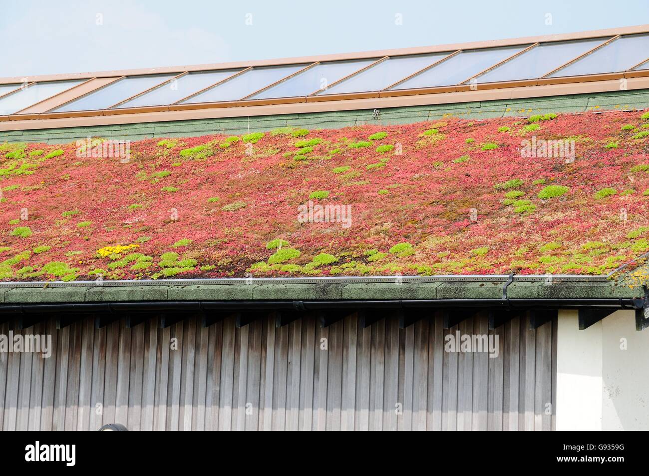 Eco vivente del tetto il tetto coperto di piante di sedum Kenfig Riserva Naturale Nazionale Bridgend Galles Foto Stock