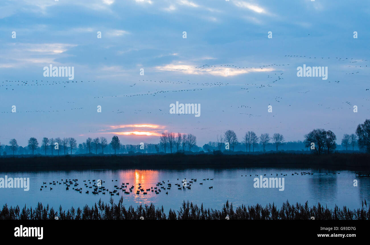 Gli uccelli migratori in viaggio Foto Stock