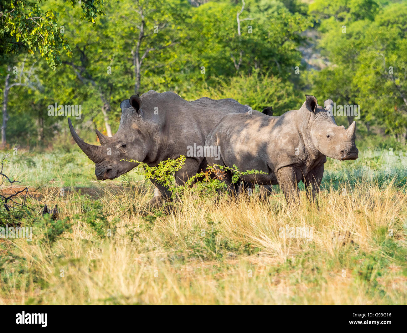 Gruppo di rinoceronte bianco (Ceratotherium simum) nel scrublands, Ongaya riserva selvaggia, Outja, Namibia Foto Stock