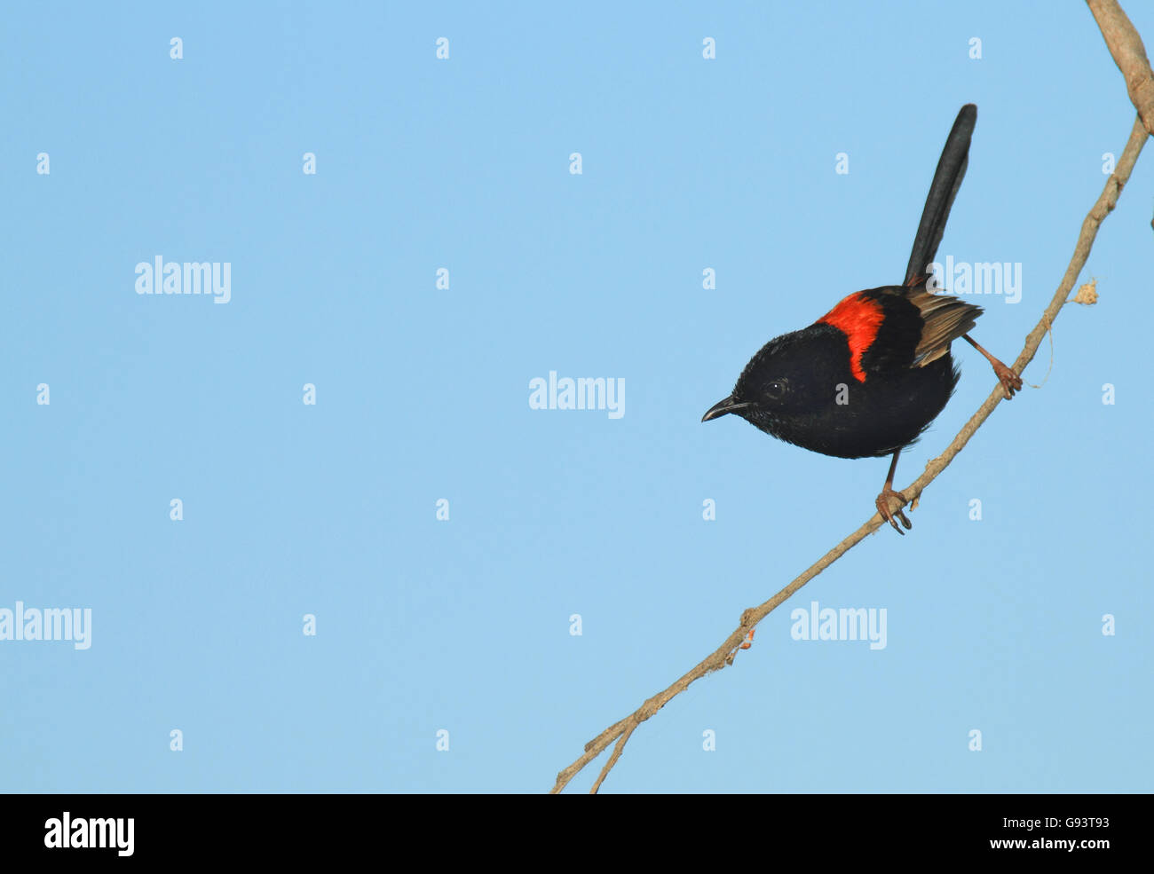 Un maschio rosso-backed Fairy-wren, Malurus melanocephalus, appollaiato su un ramo sottile con un cielo blu di sfondo e spazio di copia Foto Stock