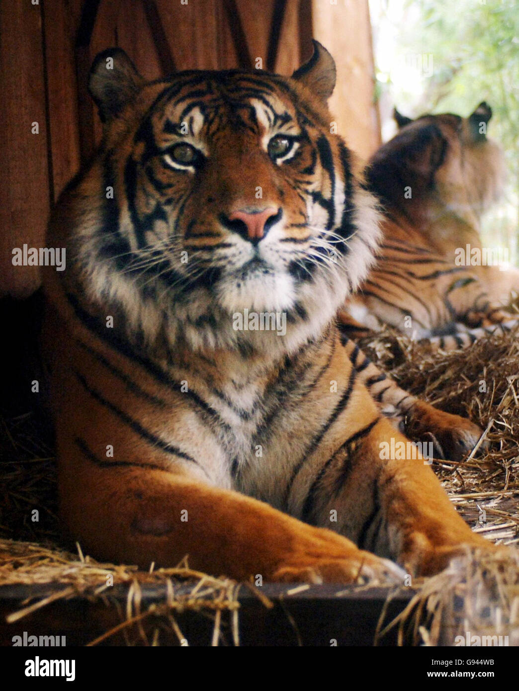 Lumpur, una tigre Sumatran maschile e il compagno Raika (posteriore), allo Zoo di Londra, lunedì 13 febbraio 2006, che piace l'odore della 'ossessione' di Calvin Klein. Le tigri di Sumatran sono una specie a rischio critico e gli zooteeper sperano che il profumo dei designer possa spiare la vita d'amore di Raika e del suo compagno Lumpur in tempo per San Valentino. PREMERE ASSOCIAZIONE foto. Il credito fotografico dovrebbe essere: Fiona Hanson/PA. Foto Stock