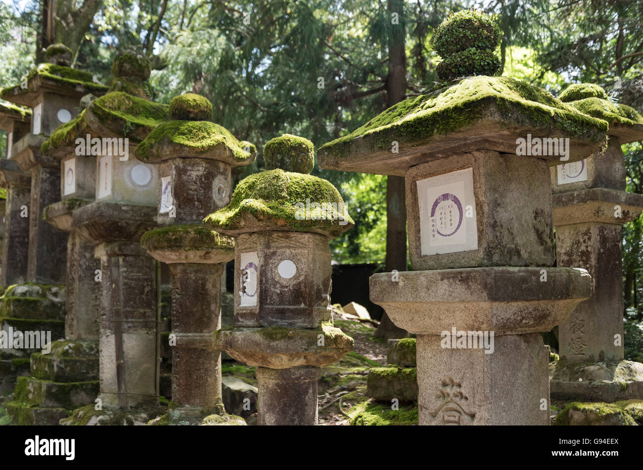 Toro (lanterne di pietra) lungo il percorso di Kasuga Taisha Sacrario di Nara, Giappone Foto Stock