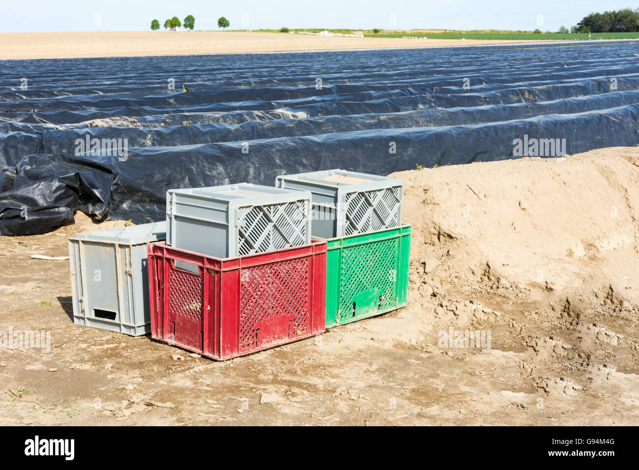 Campo di asparagi in Baviera coperta con una pellicola di plastica Foto Stock