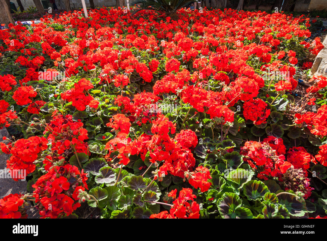 Dettaglio da le strade e i vicoli di La Valletta, Malta Barrakka Gardens Foto Stock