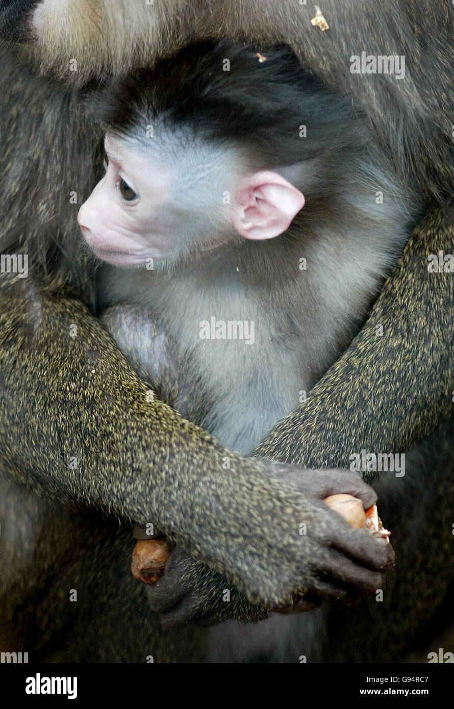 Una Drill femminile di nuova nascita (Mandrill Leuphaeus), una piccola babbuona di foresta, è coccolata da sua madre Bibundi, martedì 21 febbraio 2006, dopo essere stata la prima Drill a essere nato nel Regno Unito per 40 anni al Port Lympne Wild Animal Park vicino Hythe in Kent. Il primato grigio-bruno, attualmente in fase di suzione, inizierà a mangiare solidi come noci, semi, frutta e verdura quando ha dai cinque ai sei mesi di età. Una volta cresciuta completamente, pesa tra 10 e 15 kg. Vedi PA Story ANIMALS Drill. PREMERE ASSOCIAZIONE foto. Il credito fotografico dovrebbe essere: Gareth Fuller/PA. Foto Stock