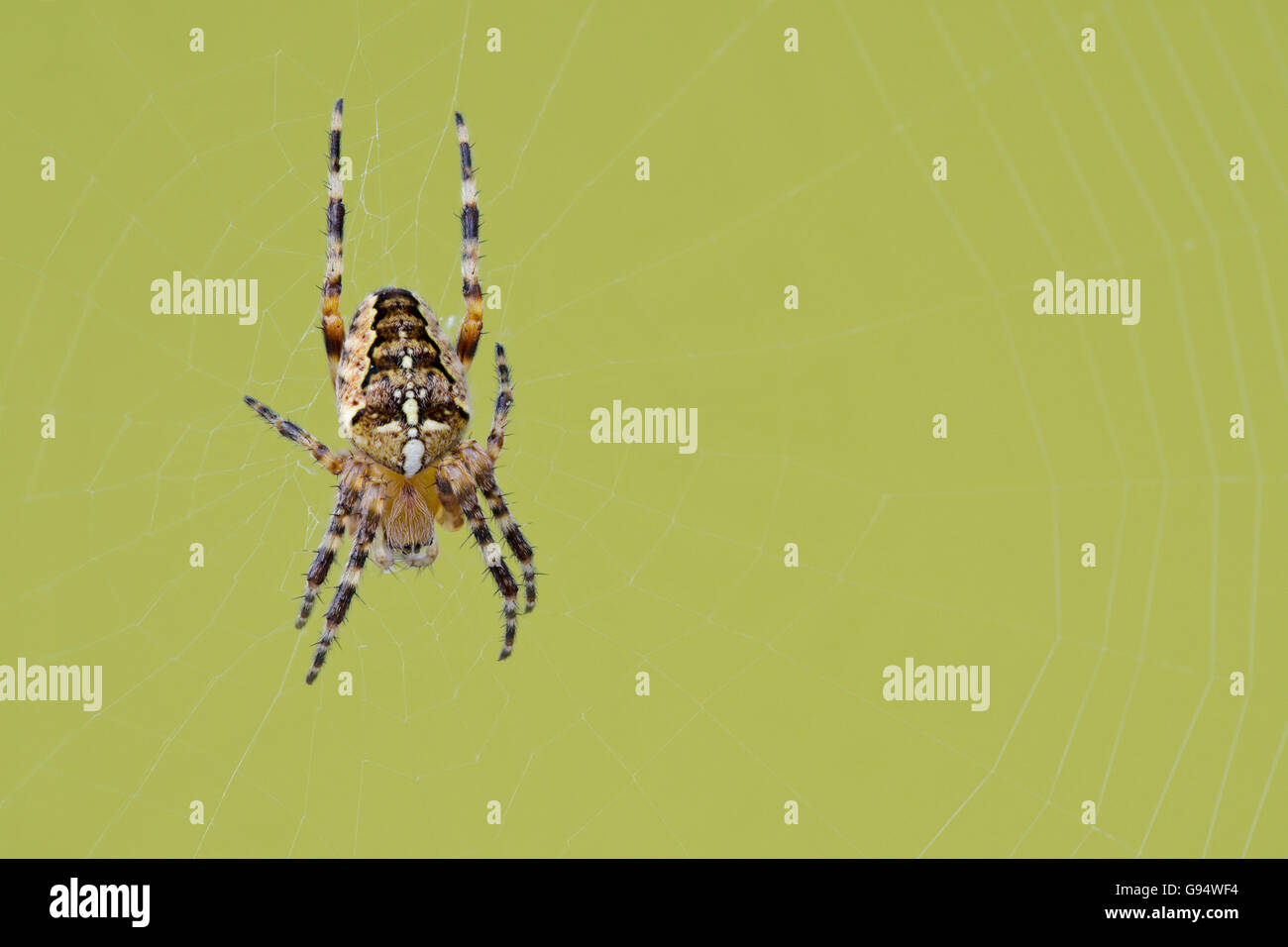 Giardino europeo ragno con spiderweb, Bassa Sassonia, Germania, (Araneus diadematus) Foto Stock