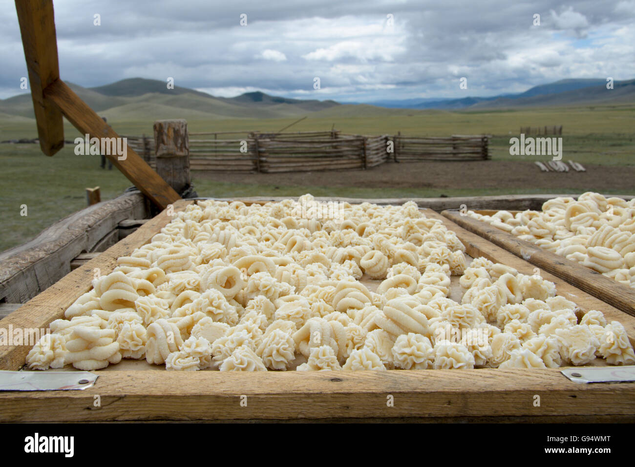 Essiccazione del formaggio nella steppa, Selenge, Mongolia Foto Stock