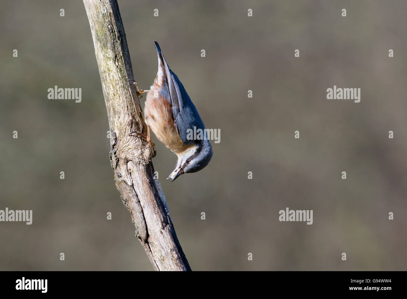 (Eurasian) picchio muratore, Bassa Sassonia, Germania, (Sitta europaea) Foto Stock