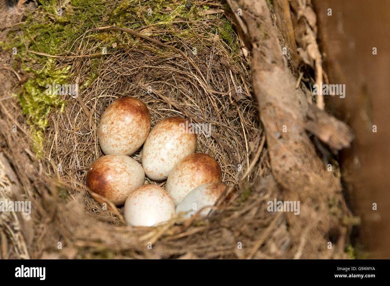 Le uova e il nido di Robin europea, Bassa Sassonia, Germania, (Erithacus rubecula) Foto Stock