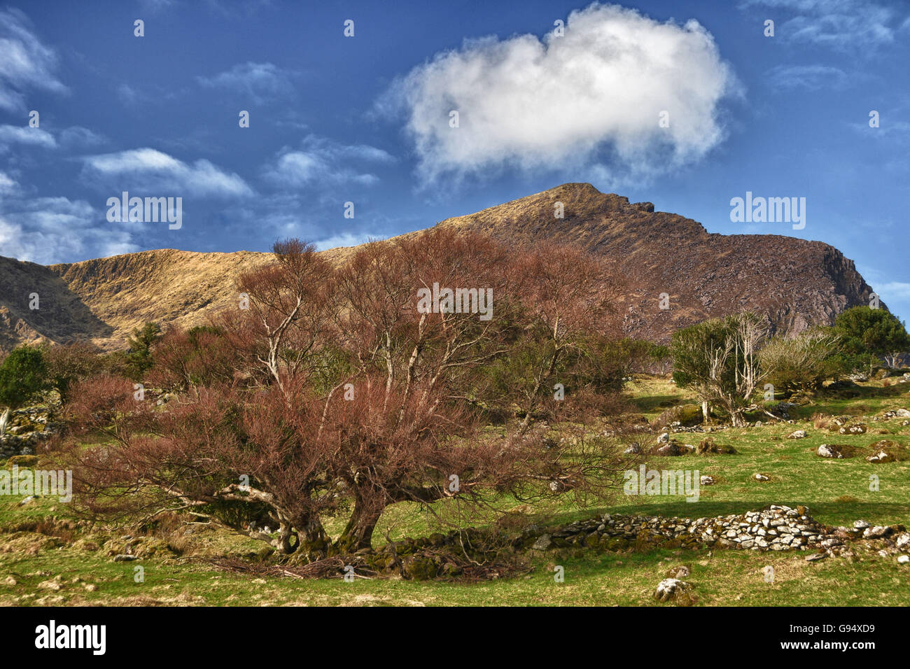 Brandon gamma, Brandon picco, penisola di Dingle, nella contea di Kerry, Irlanda Foto Stock