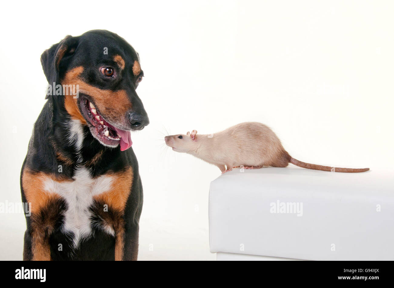 Razza del cane e del ratto domestico Foto Stock
