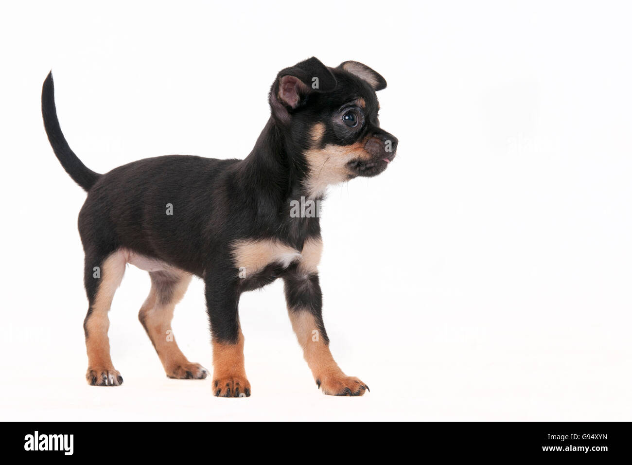 Chihuahua, a pelo corto, cucciolo, 11 settimane, nero-e-tan / rivestimento liscio Foto Stock