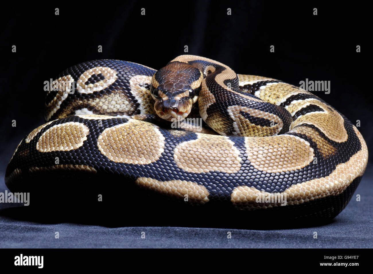 Royal Python / (Python regius) Foto Stock