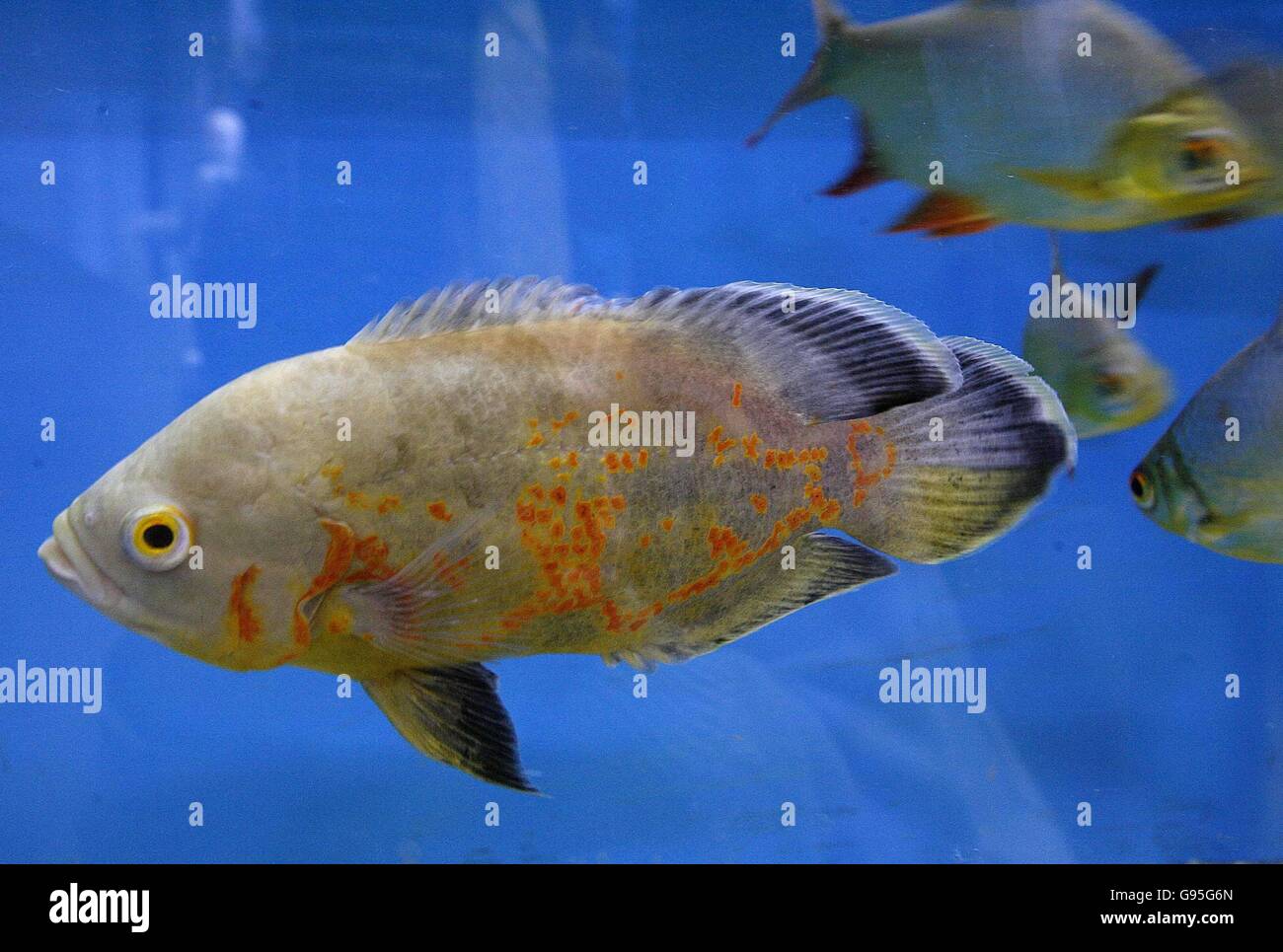 Il pesce al Walker Aquatics. Il pesce a Walker Aquatics a Rossendale che dire è il mondo Allah in scale arancioni. Foto Stock