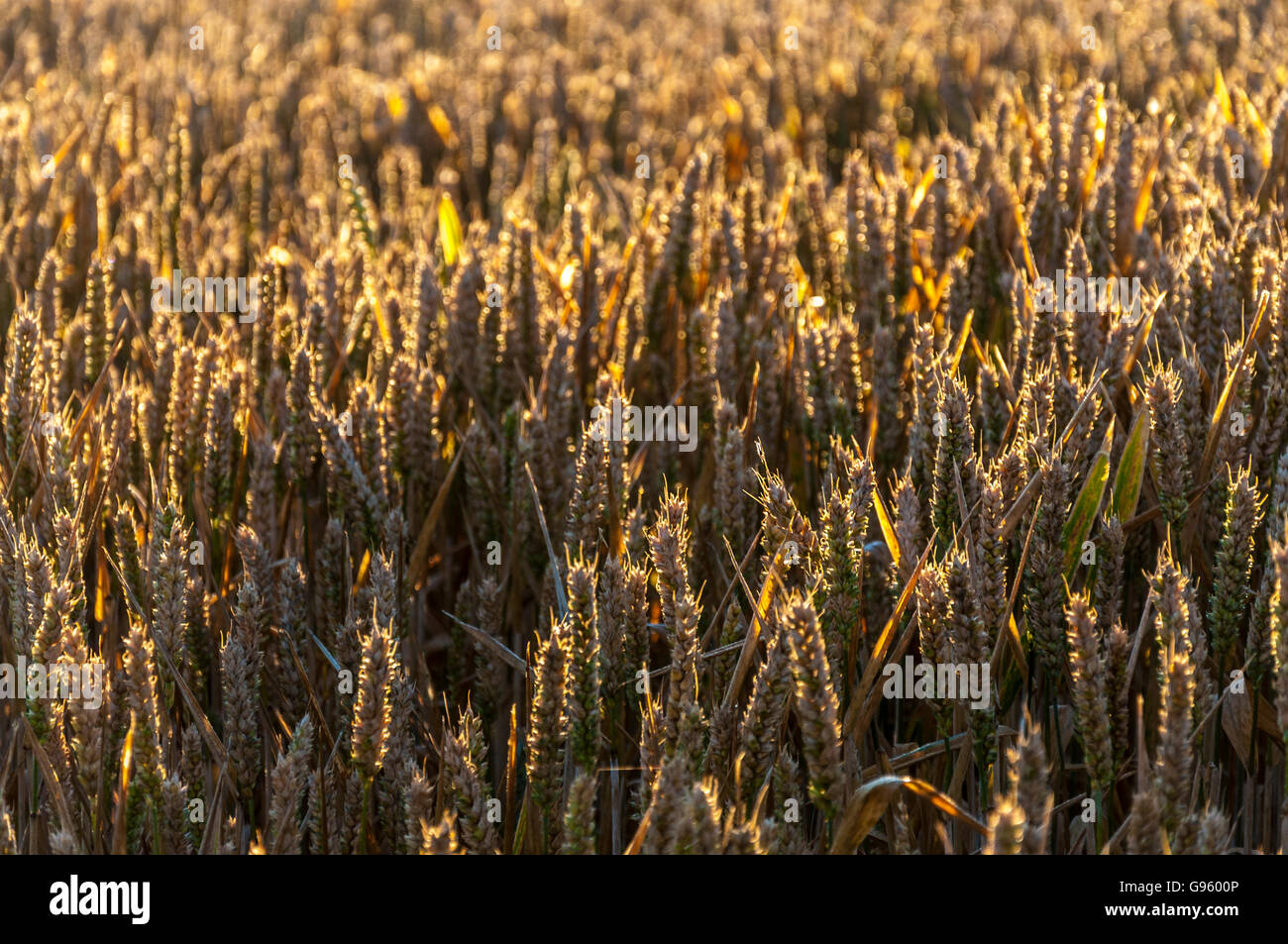 La maturazione di grano in un campo di Somerset in Inghilterra, Regno Unito. Come il sole sorge. Foto Stock