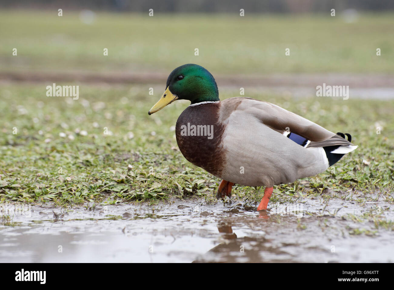 Germano reale - Anas platyrhynchos Foto Stock