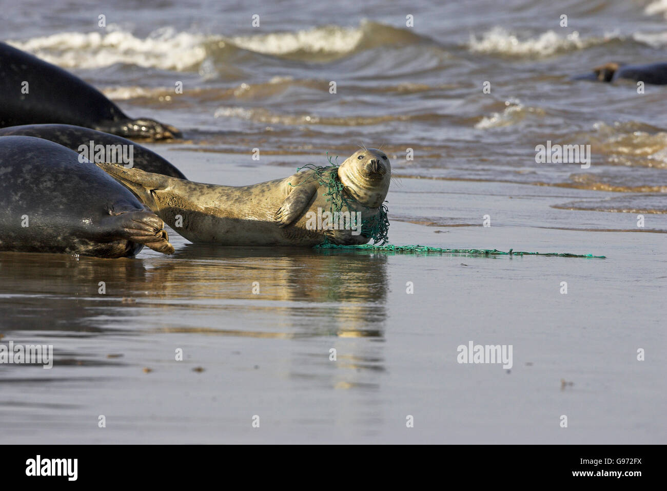 Atlantico guarnizione grigia Halichoerus grypus con rete da pesca intorno al suo collo Lincolnshire Inghilterra Foto Stock