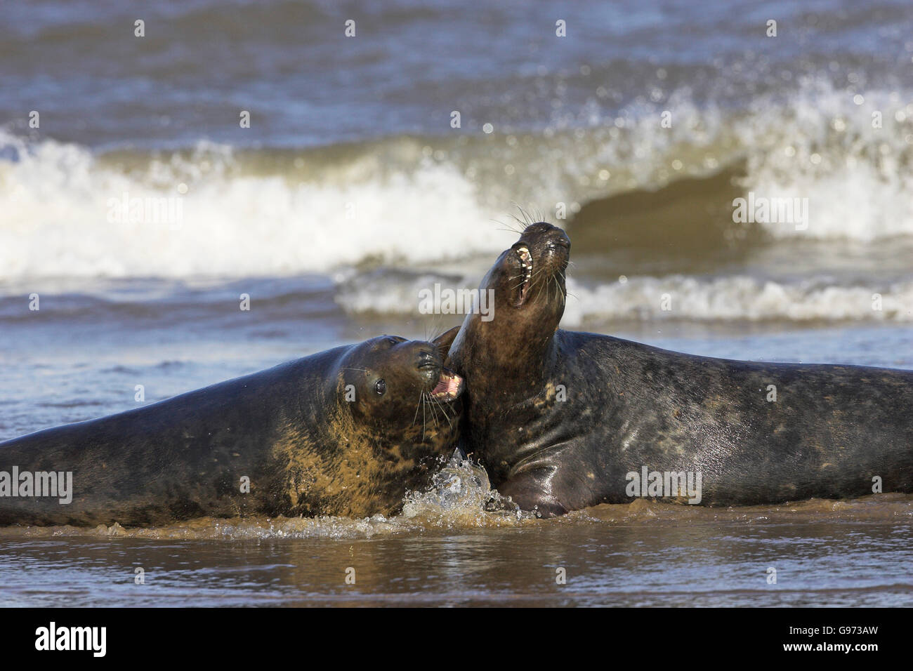 Atlantico guarnizione grigia Halichoerus grypus Lincolnshire Inghilterra Foto Stock