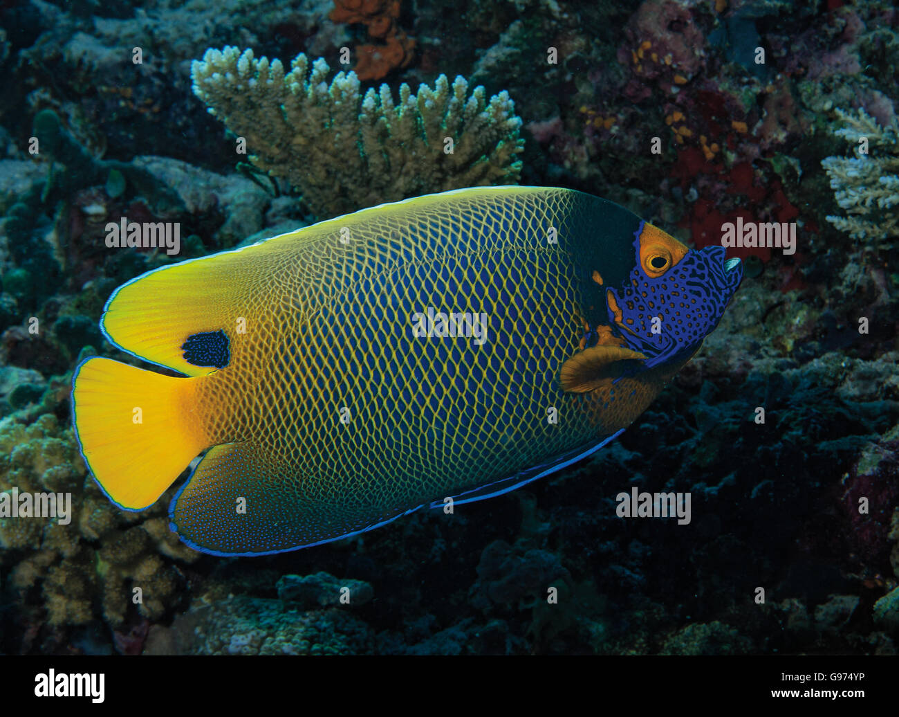 Blu-di fronte Angelfish (Pomacanthus xanthometopon) sulla barriera corallina in Bathala, Maldive, Oceano Indiano Foto Stock