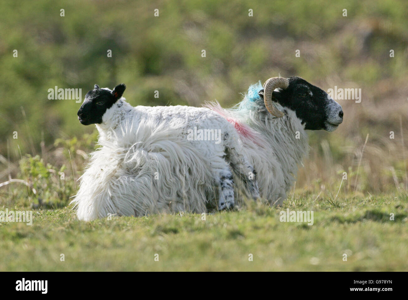 Scottish blackface pecore e agnelli in appoggio Foto Stock